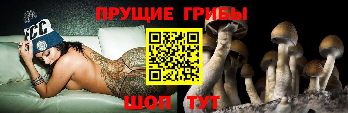 Псилоцибиновые грибы Cubensis Дмитров